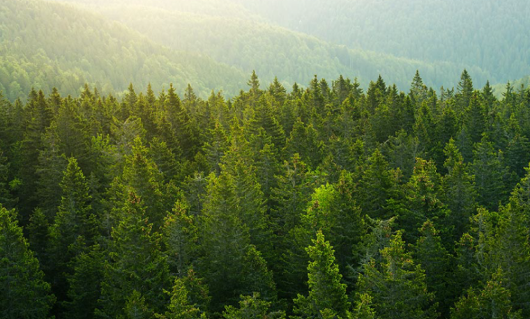 Image for Q&A: Building Long-Term Value Through Global Timberland