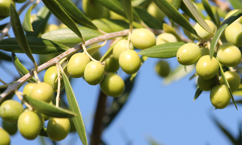 Olive tree Diversification in Agriculture is Critical to Achieving Investor Objectives in the Asset Class