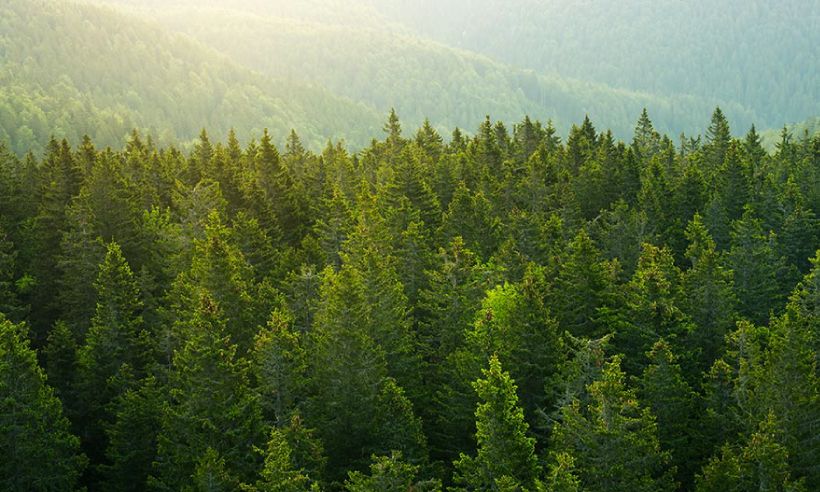 Image of a forest Q&A: Building Long-Term Value Through Global Timberland
